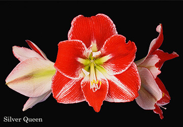 giftcard-360-250-4_20220712141526802