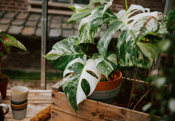 PLNTS - 1 _20241126161057436