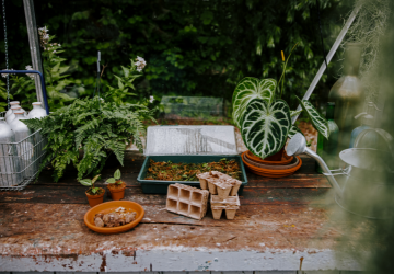 PLNTS - 2_20241126161120502